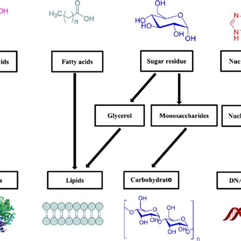 test for polysaccharides|Polysaccharides; Classification, Chemical Properties, and Future .